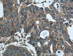 FAM155A Antibody in Immunohistochemistry (Paraffin) (IHC (P))
