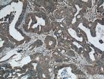 FAM155A Antibody in Immunohistochemistry (Paraffin) (IHC (P))