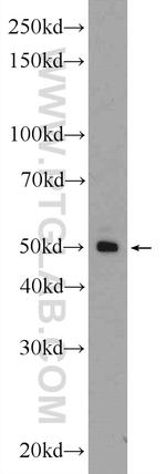 FAM155A Antibody in Western Blot (WB)