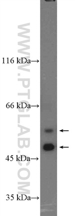 FAM155A Antibody in Western Blot (WB)