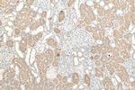 C2orf47 Antibody in Immunohistochemistry (Paraffin) (IHC (P))