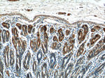 C2orf47 Antibody in Immunohistochemistry (Paraffin) (IHC (P))