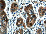 C2orf47 Antibody in Immunohistochemistry (Paraffin) (IHC (P))