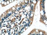C2orf47 Antibody in Immunohistochemistry (Paraffin) (IHC (P))