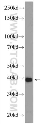 C2orf47 Antibody in Western Blot (WB)