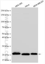 KEPI Antibody in Western Blot (WB)