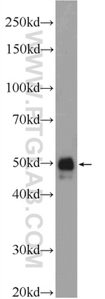 SEC61alpha Antibody in Western Blot (WB)
