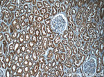 FPGT Antibody in Immunohistochemistry (Paraffin) (IHC (P))