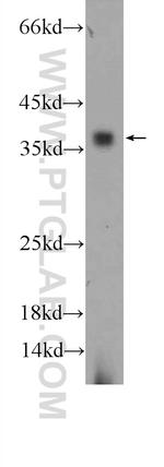 FPGT Antibody in Western Blot (WB)