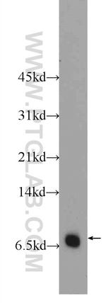 RPL39L Antibody in Western Blot (WB)