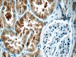 KIAA0182 Antibody in Immunohistochemistry (Paraffin) (IHC (P))