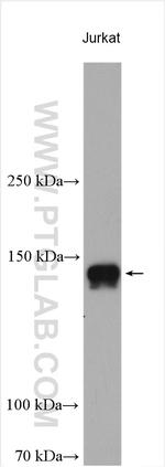KIAA0182 Antibody in Western Blot (WB)