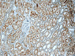 KIAA0182 Antibody in Immunohistochemistry (Paraffin) (IHC (P))