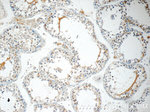 KIAA0182 Antibody in Immunohistochemistry (Paraffin) (IHC (P))