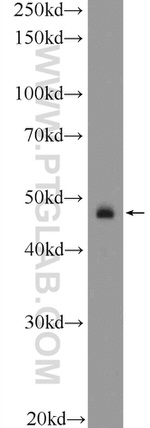 MCUR1 Antibody in Western Blot (WB)