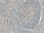 C6orf15 Antibody in Immunohistochemistry (Paraffin) (IHC (P))