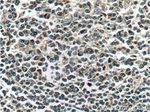 C6orf15 Antibody in Immunohistochemistry (Paraffin) (IHC (P))
