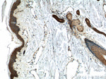 C6orf15 Antibody in Immunohistochemistry (Paraffin) (IHC (P))