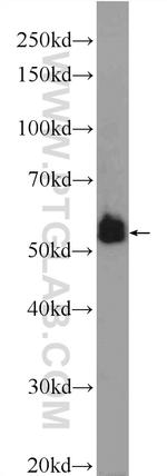 C6orf15 Antibody in Western Blot (WB)