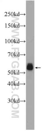 C6orf15 Antibody in Western Blot (WB)