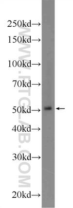 BTNL8 Antibody in Western Blot (WB)