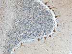 GPR111 Antibody in Immunohistochemistry (Paraffin) (IHC (P))