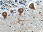 GPR111 Antibody in Immunohistochemistry (Paraffin) (IHC (P))