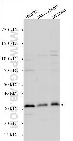 PAQR7 Antibody in Western Blot (WB)