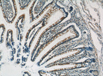 C10orf28 Antibody in Immunohistochemistry (Paraffin) (IHC (P))