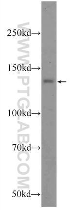 C14orf102 Antibody in Western Blot (WB)