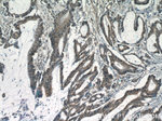 KIAA0087 Antibody in Immunohistochemistry (Paraffin) (IHC (P))