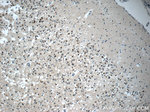 KIAA0087 Antibody in Immunohistochemistry (Paraffin) (IHC (P))