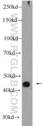 ZNF114 Antibody in Western Blot (WB)