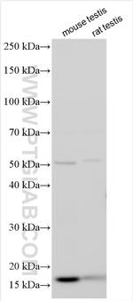 MORN5 Antibody in Western Blot (WB)