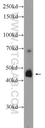 SPATA1 Antibody in Western Blot (WB)
