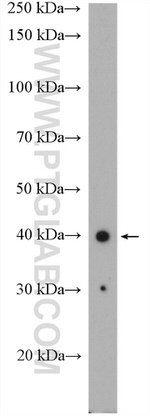SPATA1 Antibody in Western Blot (WB)