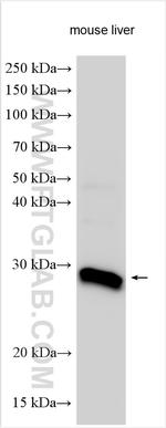 SHISA3 Antibody in Western Blot (WB)