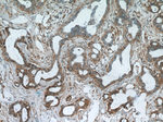 AKAP4 Antibody in Immunohistochemistry (Paraffin) (IHC (P))