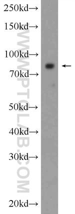 AKAP4 Antibody in Western Blot (WB)