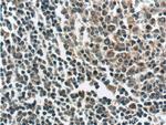 ZC3H12D Antibody in Immunohistochemistry (Paraffin) (IHC (P))