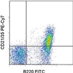 CD21/CD35 Monoclonal Antibody (eBio8D9 (8D9)), PE-Cyanine7, eBioscience™