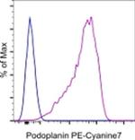 Podoplanin Monoclonal Antibody (eBio8.1.1 (8.1.1)), PE-Cyanine7, eBioscience™