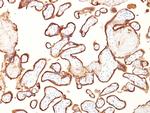 Alkaline Phosphatase (Placental)/PLAP (Germ Cell Tumor Marker) Monoclonal Antibody (GM022)