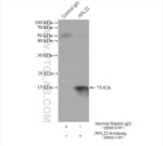 RPL22 Antibody in Immunoprecipitation (IP)