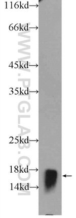 RPL22 Antibody in Western Blot (WB)