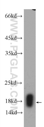 RPL22 Antibody in Western Blot (WB)