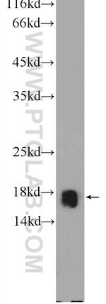 RPL22 Antibody in Western Blot (WB)