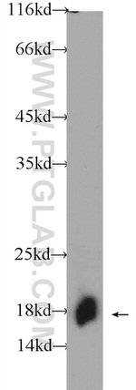 RPL22 Antibody in Western Blot (WB)