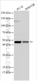 ZIC1 Antibody in Western Blot (WB)