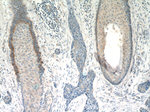 FGFBP1 Antibody in Immunohistochemistry (Paraffin) (IHC (P))